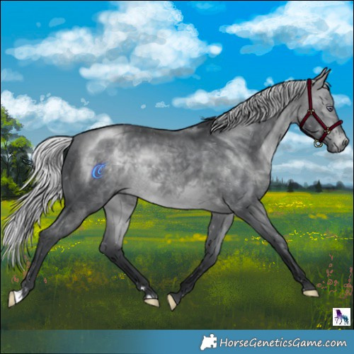 Horse Color:Silver Brown Chinchilla 