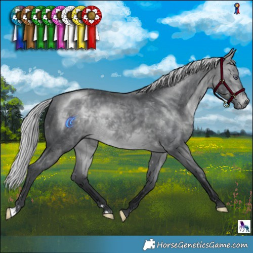 Horse Color:Silver Brown Chinchilla 