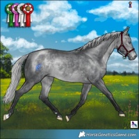Horse Color:Silver Brown Chinchilla