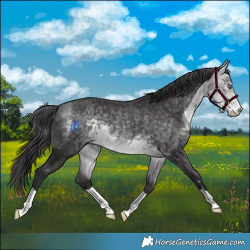 Horse Color:Buckskin Chinchilla 
