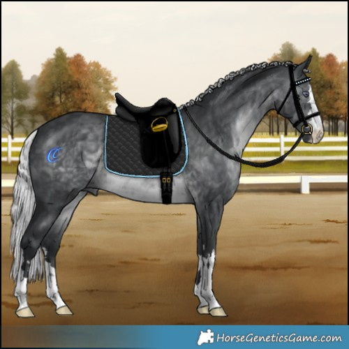 Horse Color:Silver Brown Chinchilla 