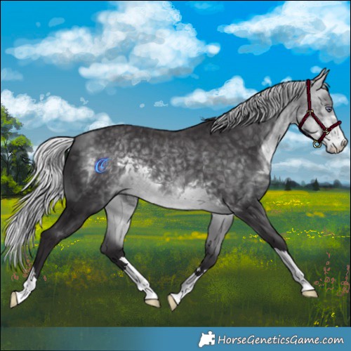 Horse Color:Silver Buckskin Chinchilla