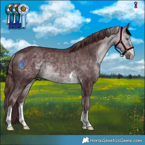 Horse Color:Chocolate Brown Chinchilla 