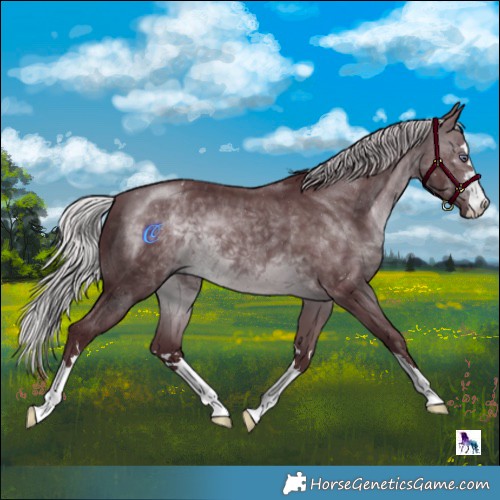 Horse Color:Chocolate Silver Brown Chinchilla 