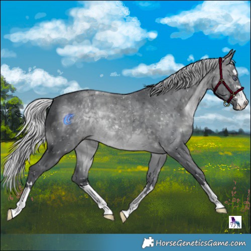 Horse Color:Silver Brown Chinchilla