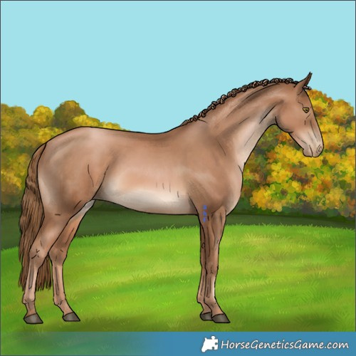 Horse Color:Liver Chestnut Pearl