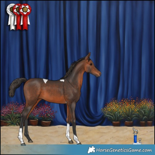 Horse Color:Bay Tobiano 