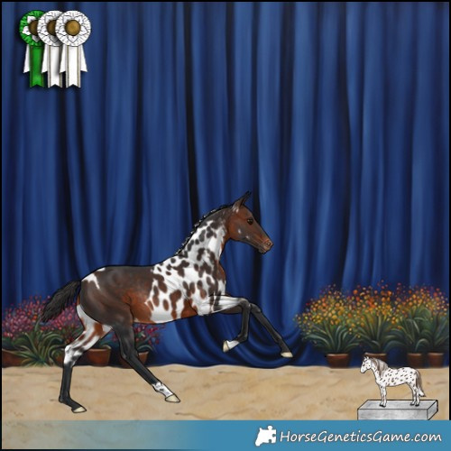 Horse Color:Brown Skewed Appaloosa Rabicano 