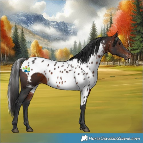 Horse Color:Brown Skewed Appaloosa Rabicano