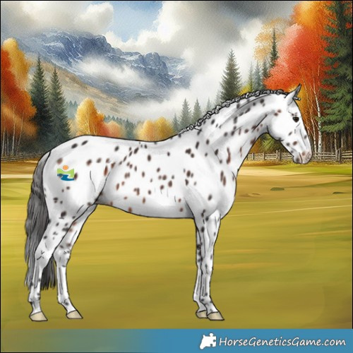 Horse Color:Brown Appaloosa Rabicano 