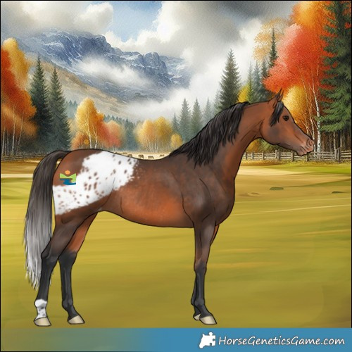 Horse Color:Bay Skewed Appaloosa Rabicano