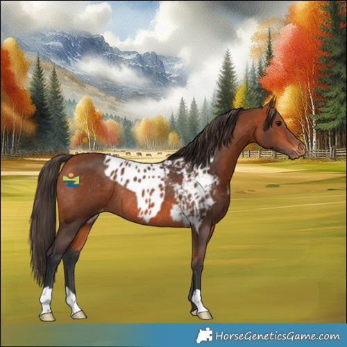 Horse Color:Bay Skewed Appaloosa Rabicano