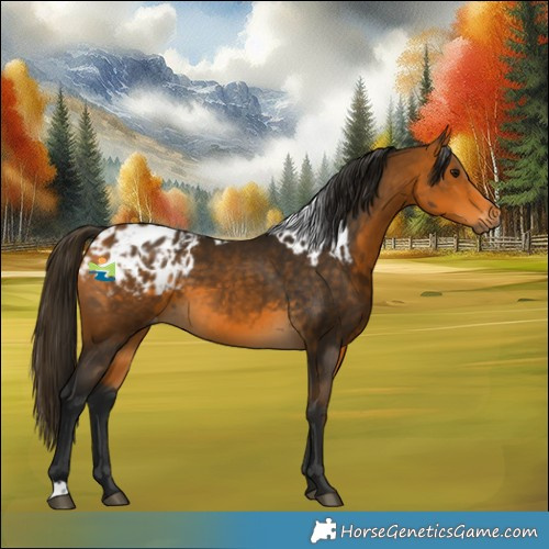 Horse Color:Gray Buckskin Skewed Appaloosa
