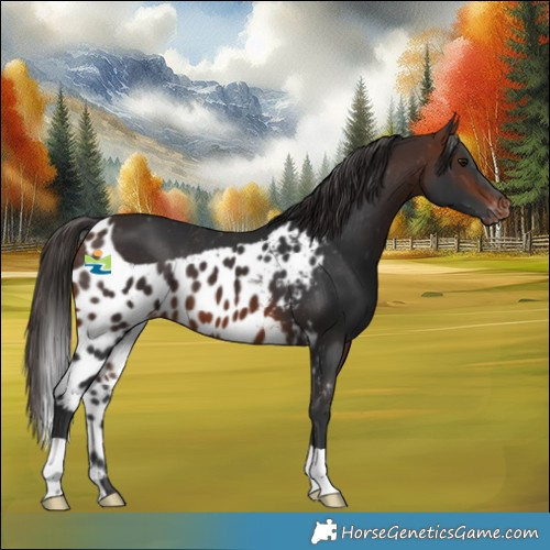 Horse Color:Brown Skewed Appaloosa 