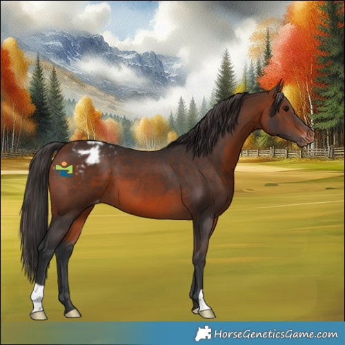 Horse Color:Brown Appaloosa 