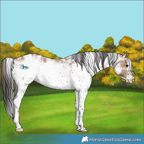 Horse Color:White Spotted Bay Dun 