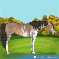 Horse Color:White Spotted Bay Dun 