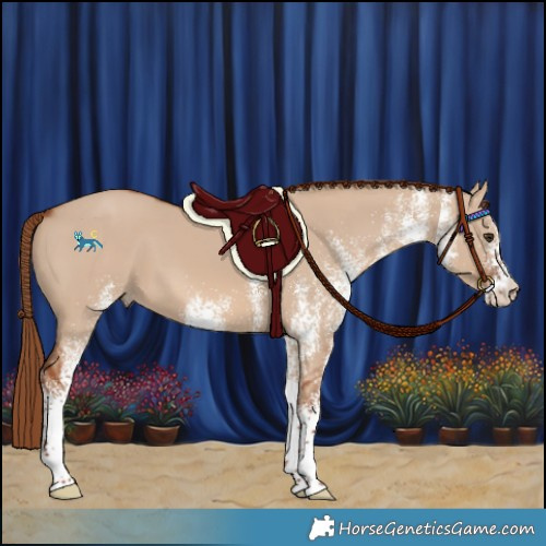 Horse Color:White Spotted Red Dun 