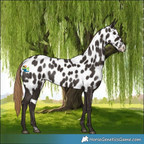 Horse Color:Liver Chestnut Skewed Appaloosa 