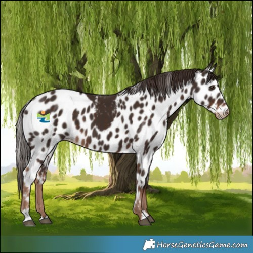 Horse Color:Liver Chestnut Skewed Appaloosa 