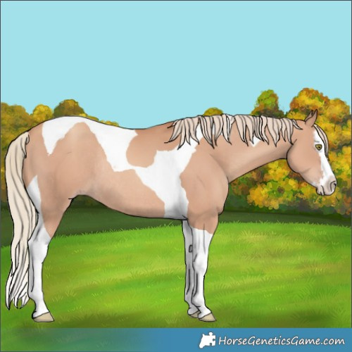 Horse Color:Gold Champagne Splash Tobiano Rabicano 