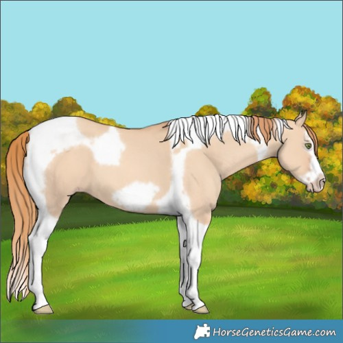 Horse Color:Gold Champagne Dun Splash Tobiano Frame 