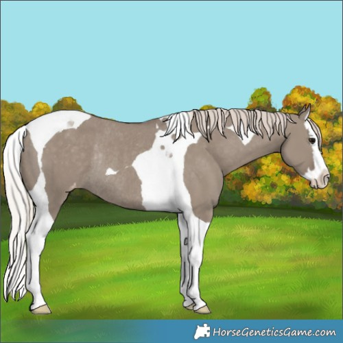 Horse Color:Silver Grullo Splash Tobiano Appaloosa Rabicano