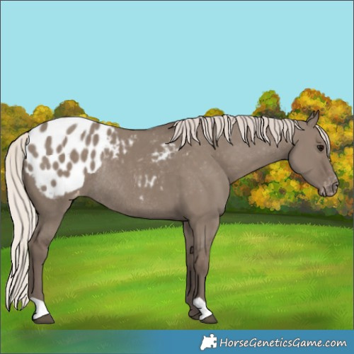 Horse Color:Silver Grullo Appaloosa Rabicano 