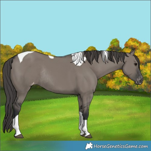 Horse Color:Grullo Tobiano Appaloosa Rabicano 