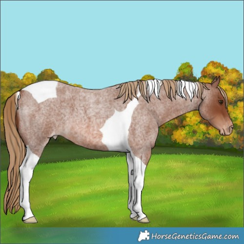 Horse Color:Red Roan Tobiano Appaloosa 