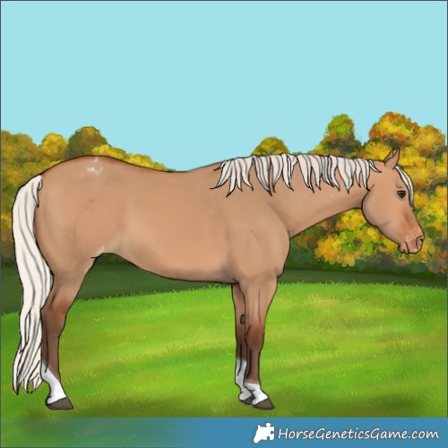 Horse Color:Silver Bay Dun Tobiano Appaloosa Rabicano