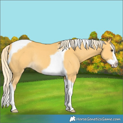 Horse Color:Palomino Splash Tobiano Rabicano 