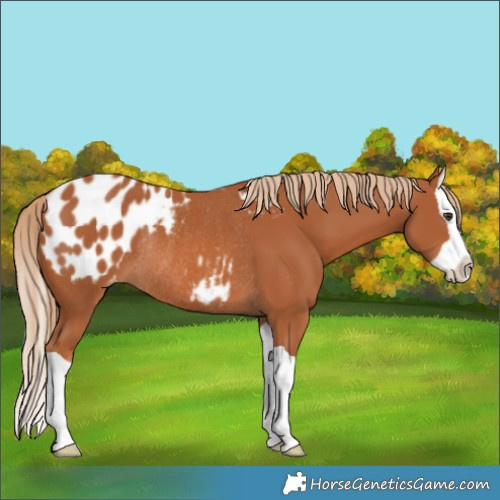 Horse Color:Chestnut Splash Appaloosa Rabicano