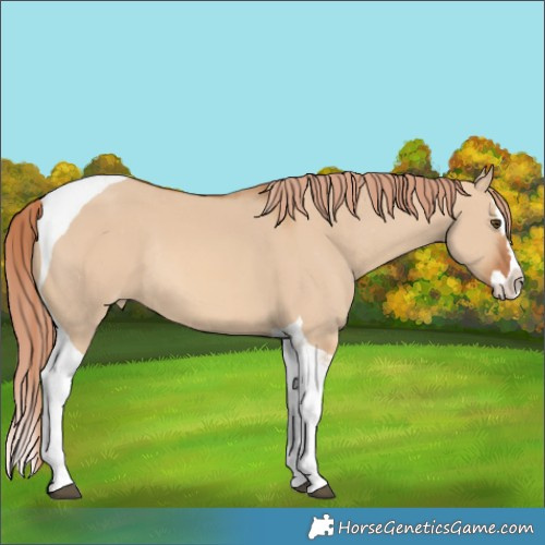 Horse Color:Red Dun Splash Tobiano Appaloosa Rabicano 