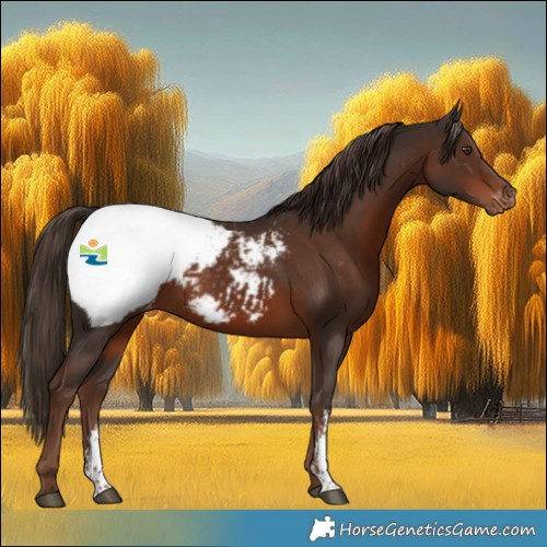 Horse Color:Liver Chestnut Sabino Appaloosa
