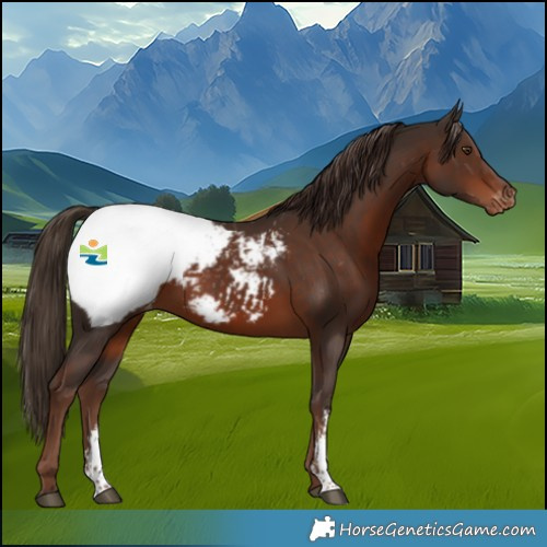 Horse Color:Liver Chestnut Sabino Snowcap
