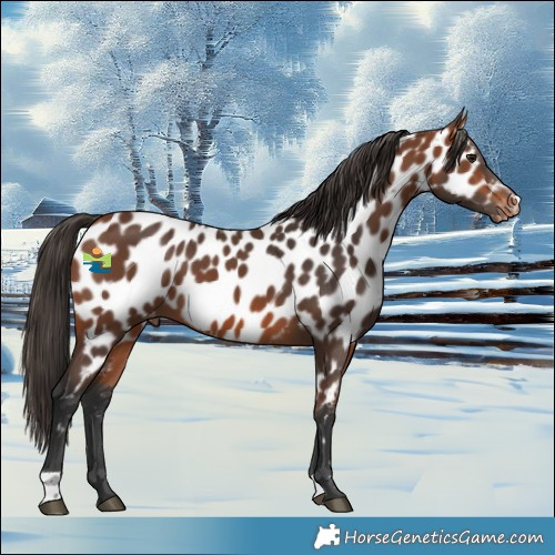 Horse Color:Bay Near Leopard 