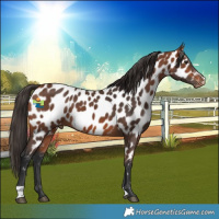 Horse Color:Bay Near Leopard