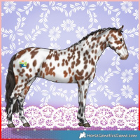 Horse Color:Bay Leopard 