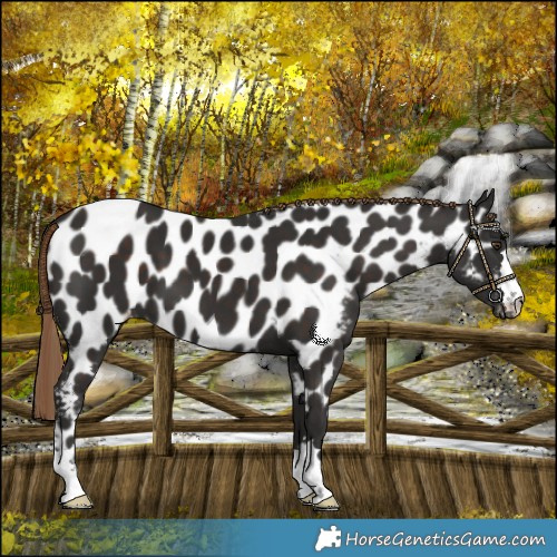 Horse Color:Liver Chestnut Near Leopard