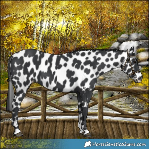 Horse Color:Black Leopard 