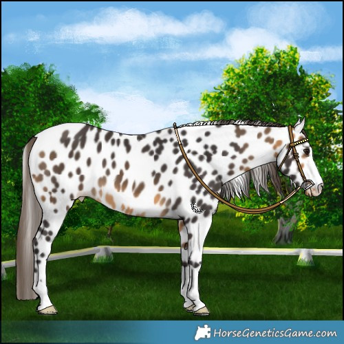 Horse Color:Buckskin Leopard 
