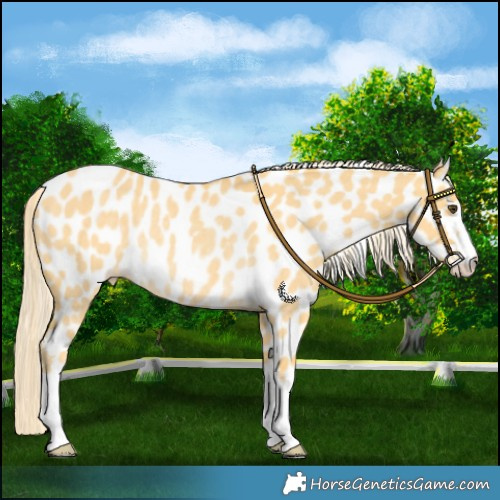 Horse Color:Palomino Dun Near Leopard Rabicano 