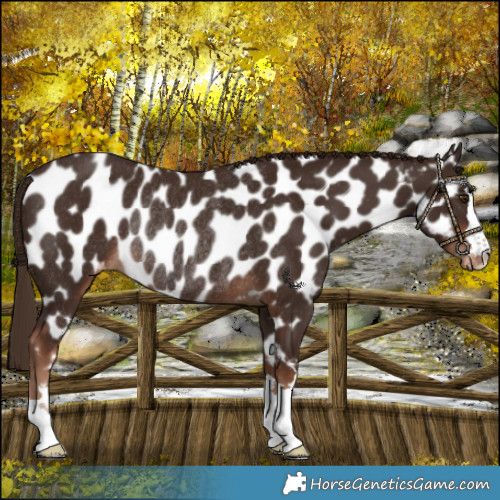 Horse Color:Liver Chestnut Near Leopard Rabicano