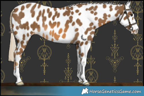 Horse Color:Chocolate Palomino Leopard 