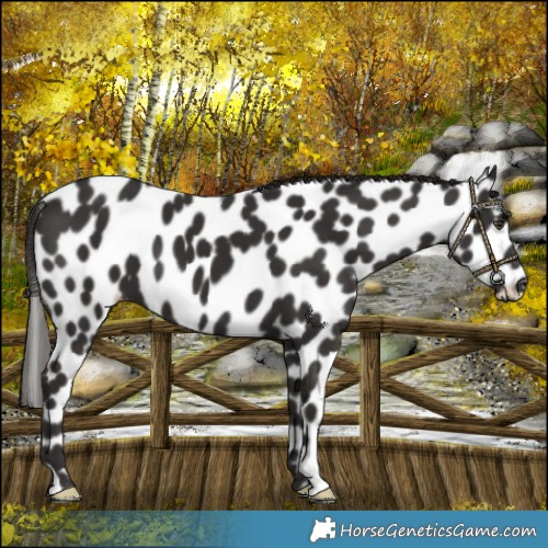 Horse Color:Liver Chestnut Leopard 