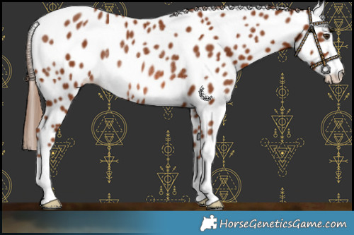 Horse Color:Chestnut Leopard Rabicano 