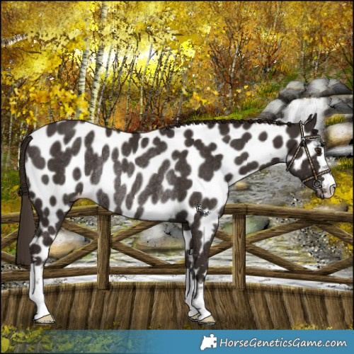 Horse Color:Liver Chestnut Near Leopard Rabicano