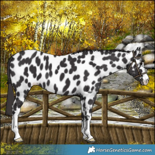 Horse Color:Smoky Black Near Leopard 