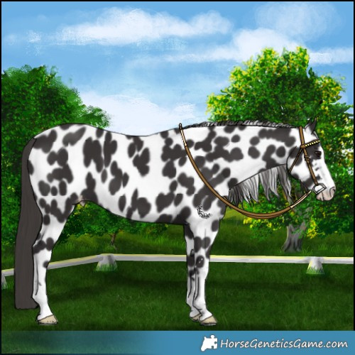 Horse Color:Smoky Black Leopard 